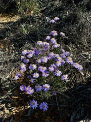 Olearia ciliata