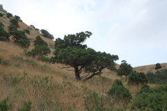 Juniperus polycarpos
