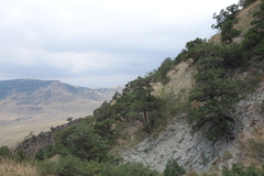 Juniperus polycarpos