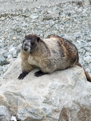 Marmota caligata