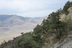 Juniperus polycarpos