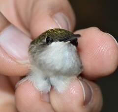 Archilochus colubris