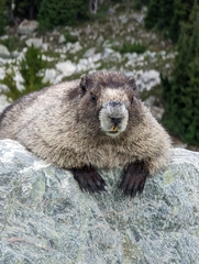 Marmota caligata