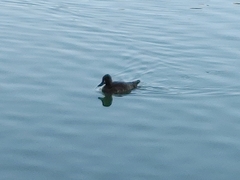 Aythya affinis