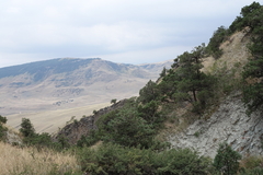 Juniperus polycarpos