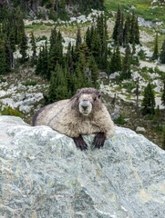Marmota caligata