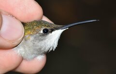 Archilochus colubris