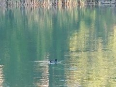 Aythya affinis