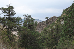 Juniperus polycarpos
