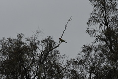 Platycercus eximius
