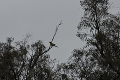 Platycercus eximius