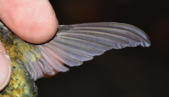 Archilochus colubris