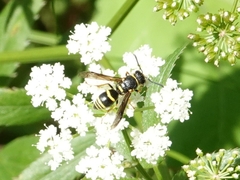 Euodynerus foraminatus