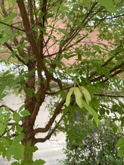 Acer griseum