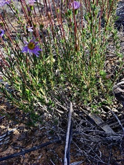Olearia ciliata