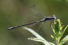 Lestes congener
