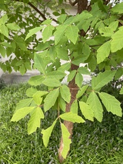 Acer griseum