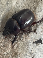 Strategus aloeus