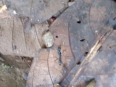 Neoponera apicalis