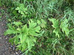Heracleum maximum
