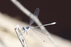 Lestes disjunctus