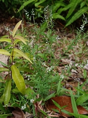 Polygala paniculata