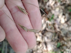 Bromus pubescens