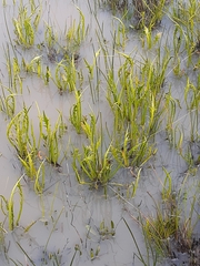 Eryngium vesiculosum