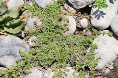Calibrachoa parviflora