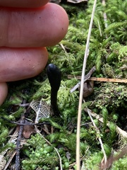 Geoglossum