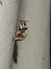 Plusiodonta compressipalpis