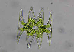 Micrasterias pinnatifida