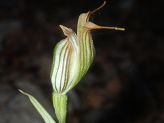Pterostylis recurva
