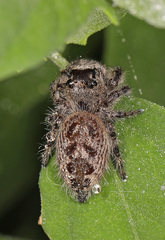 Phidippus otiosus