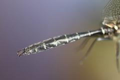 Somatochlora albicincta