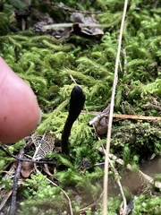 Geoglossum
