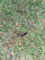 Belocaulus angustipes