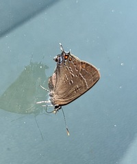 Satyrium calanus