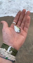 Chloroscombrus chrysurus