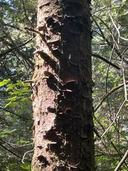 Picea sitchensis