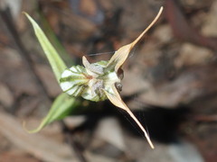 Pterostylis recurva