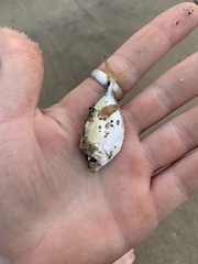 Chloroscombrus chrysurus