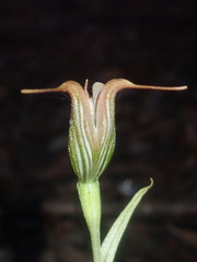 Pterostylis recurva