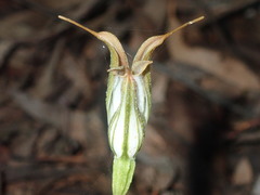 Pterostylis recurva