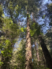 Picea sitchensis