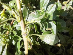 Amaranthus blitoides