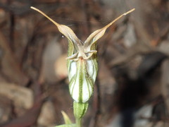 Pterostylis recurva