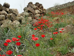 Papaver rhoeas