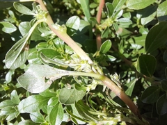 Amaranthus blitoides