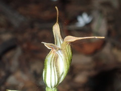 Pterostylis recurva